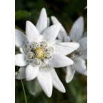 Reinigungsgel mild (100 ml)-0