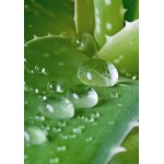 Face Cream Hydrating (50 ml)-0